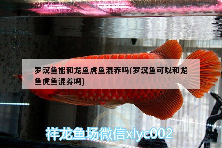 羅漢魚能和龍魚虎魚混養(yǎng)嗎(羅漢魚可以和龍魚虎魚混養(yǎng)嗎) 虎魚百科