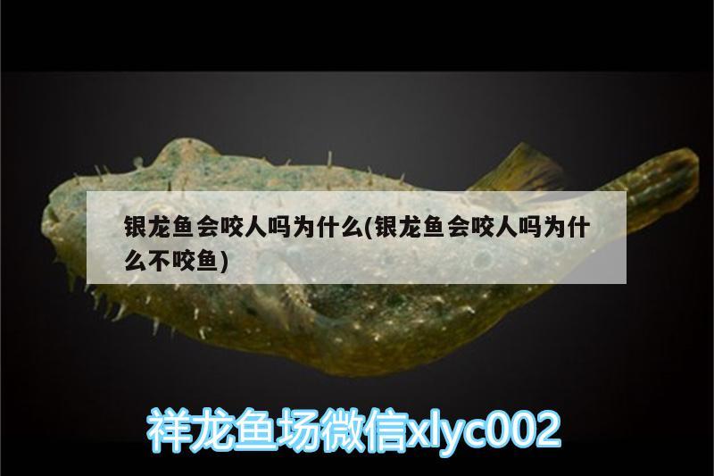 銀龍魚會咬人嗎為什么(銀龍魚會咬人嗎為什么不咬魚) 銀龍魚