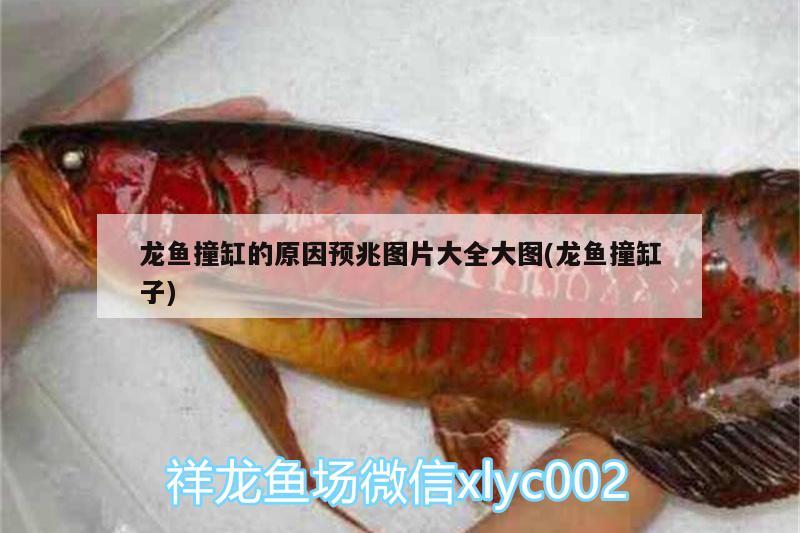 龍魚撞缸的原因預兆圖片大全大圖(龍魚撞缸子) 魟魚百科