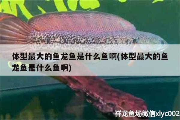 體型最大的魚龍魚是什么魚啊(體型最大的魚龍魚是什么魚啊) 銀龍魚苗