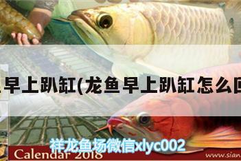 龍魚(yú)早上趴缸(龍魚(yú)早上趴缸怎么回事)