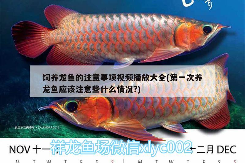 飼養(yǎng)龍魚的注意事項視頻播放大全(第一次養(yǎng)龍魚應該注意些什么情況?) 泰國雪鯽魚