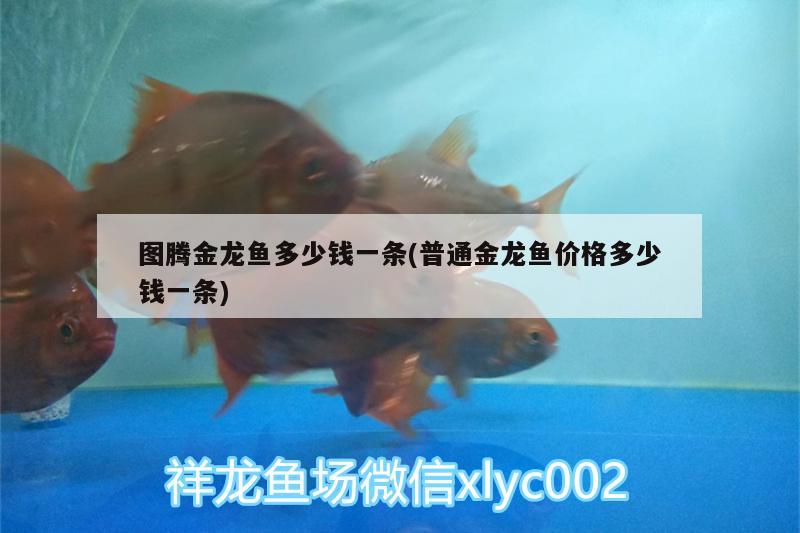 圖騰金龍魚多少錢一條(普通金龍魚價格多少錢一條) 圖騰金龍魚