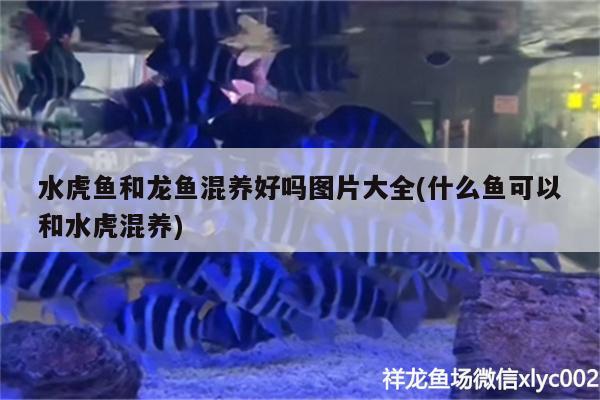 水虎魚(yú)和龍魚(yú)混養(yǎng)好嗎圖片大全(什么魚(yú)可以和水虎混養(yǎng))