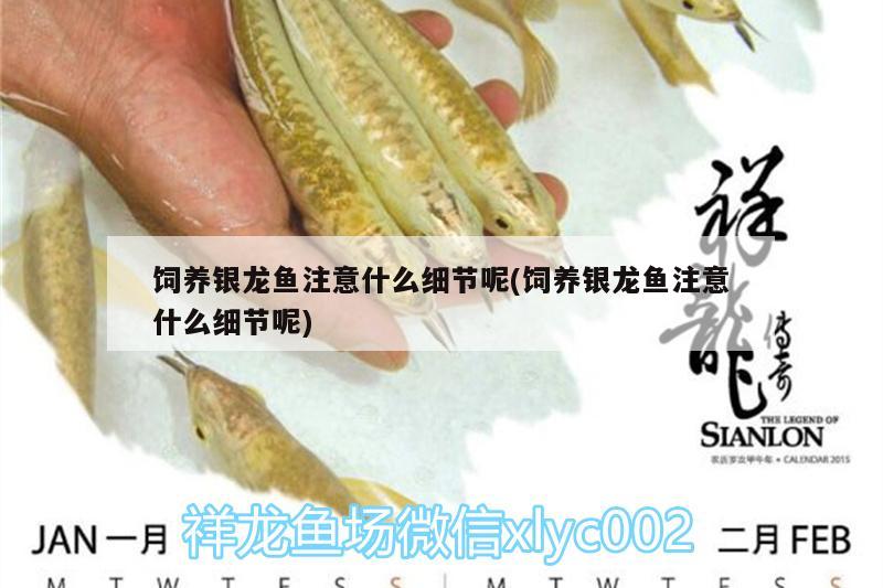 飼養(yǎng)銀龍魚注意什么細(xì)節(jié)呢(飼養(yǎng)銀龍魚注意什么細(xì)節(jié)呢)