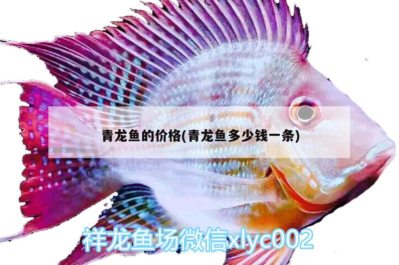 青龍魚的價格(青龍魚多少錢一條) 青龍魚