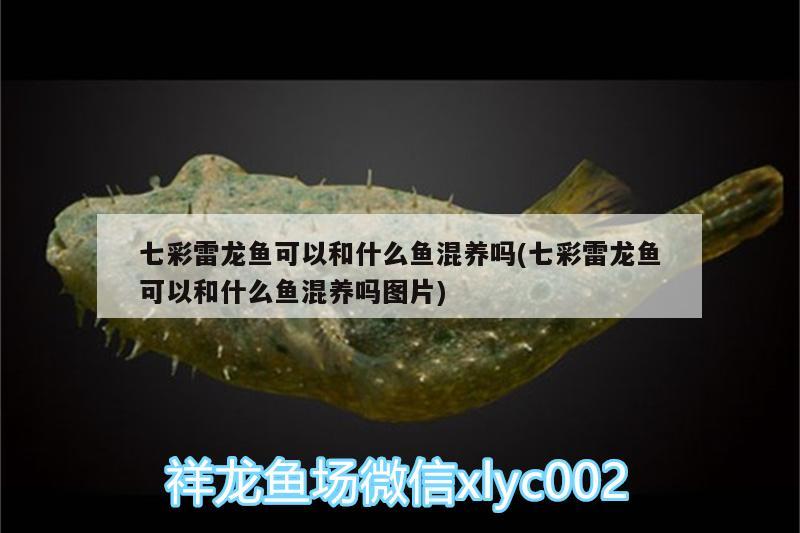 七彩雷龍魚可以和什么魚混養(yǎng)嗎(七彩雷龍魚可以和什么魚混養(yǎng)嗎圖片) 黃金貓魚