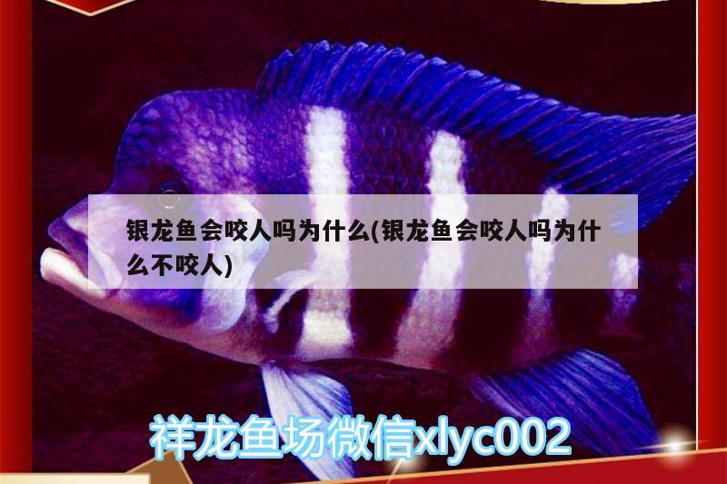 銀龍魚會咬人嗎為什么(銀龍魚會咬人嗎為什么不咬人)