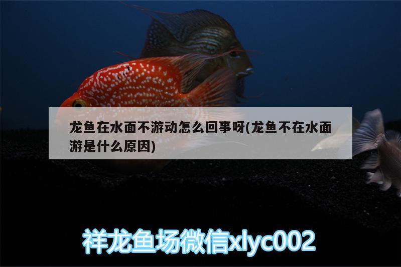 龍魚(yú)在水面不游動(dòng)怎么回事呀(龍魚(yú)不在水面游是什么原因)