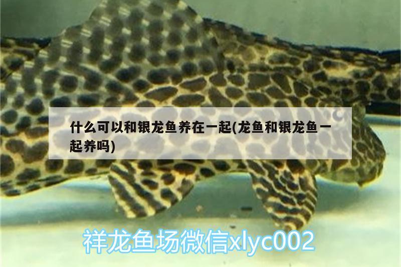 什么可以和銀龍魚養(yǎng)在一起(龍魚和銀龍魚一起養(yǎng)嗎) 銀龍魚百科