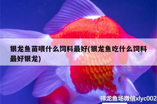 銀龍魚苗喂什么飼料最好(銀龍魚吃什么飼料最好銀龍) 銀龍魚百科