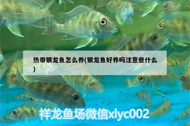 熱帶銀龍魚怎么養(yǎng)(銀龍魚好養(yǎng)嗎注意些什么) 銀龍魚百科