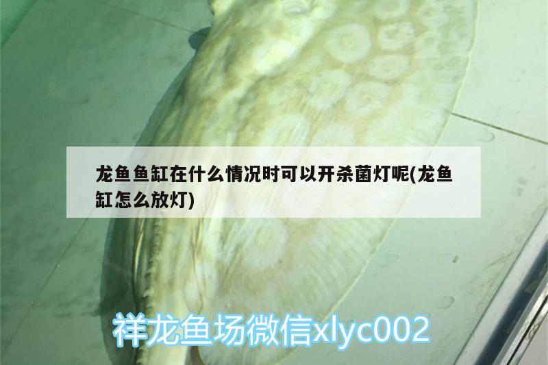 龍魚魚缸在什么情況時(shí)可以開殺菌燈呢(龍魚缸怎么放燈)