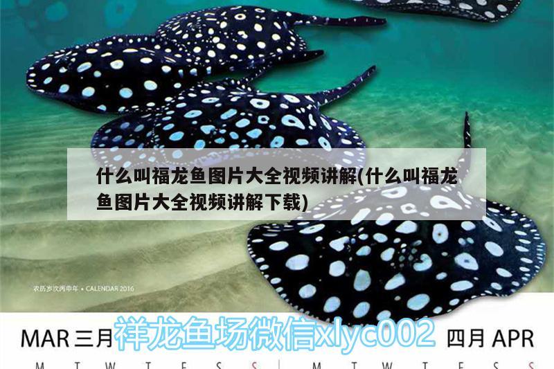 什么叫福龍魚圖片大全視頻講解(什么叫福龍魚圖片大全視頻講解下載)