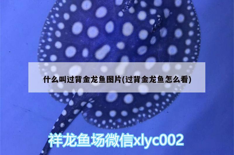 什么叫過背金龍魚圖片(過背金龍魚怎么看)