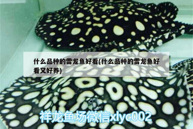 什么品種的雷龍魚好看(什么品種的雷龍魚好看又好養(yǎng))