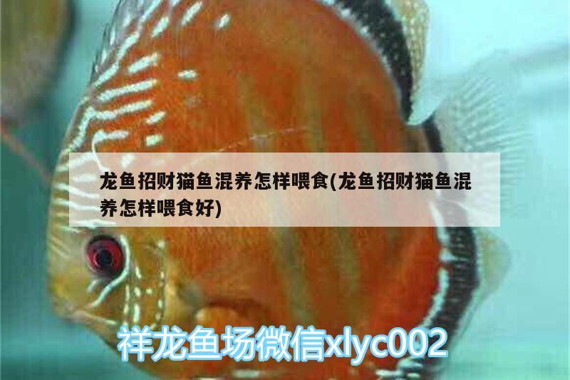 龍魚招財(cái)貓魚混養(yǎng)怎樣喂食(龍魚招財(cái)貓魚混養(yǎng)怎樣喂食好) 白子球鯊魚