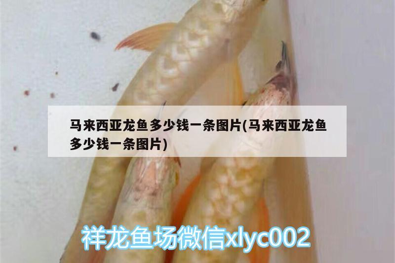 馬來西亞龍魚多少錢一條圖片(馬來西亞龍魚多少錢一條圖片) 肺魚