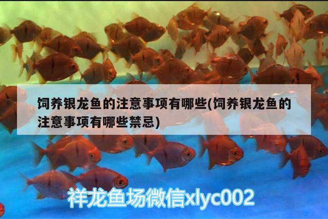 飼養(yǎng)銀龍魚的注意事項(xiàng)有哪些(飼養(yǎng)銀龍魚的注意事項(xiàng)有哪些禁忌) 銀龍魚百科