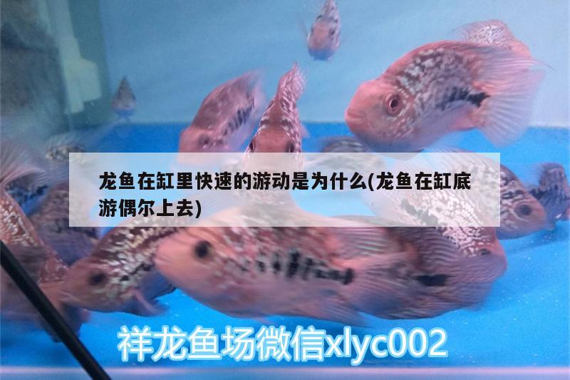 龍魚在缸里快速的游動是為什么(龍魚在缸底游偶爾上去)