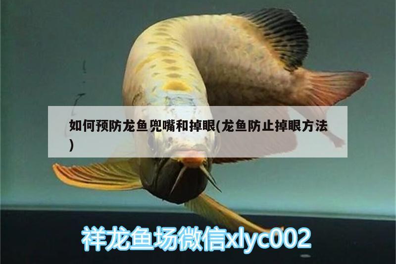 如何預防龍魚兜嘴和掉眼(龍魚防止掉眼方法) 祥龍赫舞紅龍魚