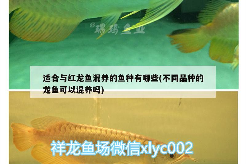 適合與紅龍魚(yú)混養(yǎng)的魚(yú)種有哪些(不同品種的龍魚(yú)可以混養(yǎng)嗎)