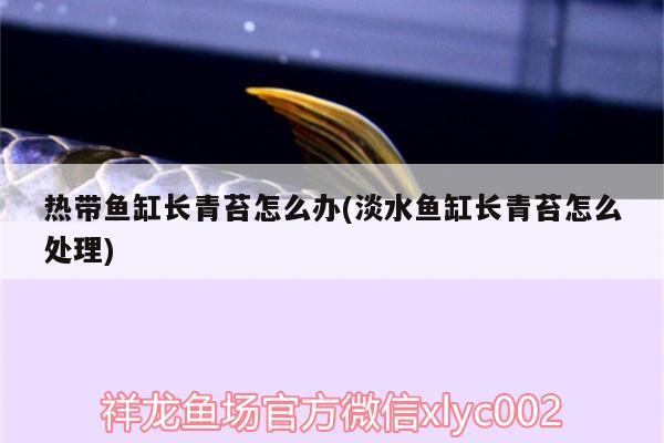 熱帶魚缸長青苔怎么辦(淡水魚缸長青苔怎么處理) 粗線銀版魚