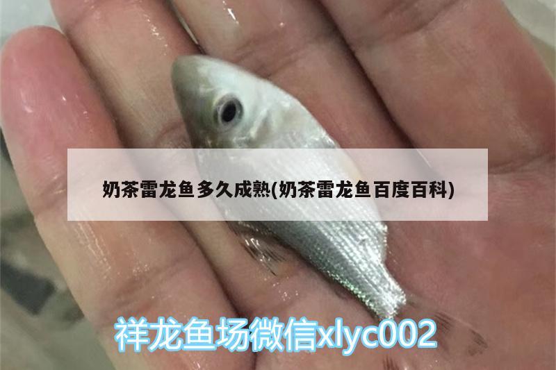 奶茶雷龍魚多久成熟(奶茶雷龍魚百度百科) 斑馬鴨嘴魚