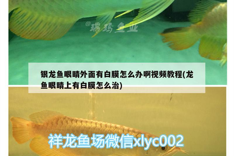 銀龍魚眼睛外面有白膜怎么辦啊視頻教程(龍魚眼睛上有白膜怎么治)