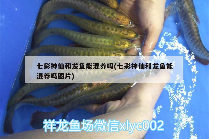 七彩神仙和龍魚能混養(yǎng)嗎(七彩神仙和龍魚能混養(yǎng)嗎圖片)