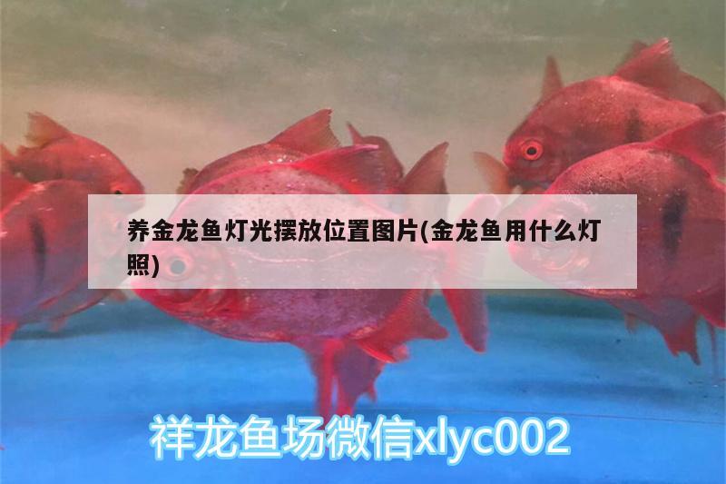 養(yǎng)金龍魚(yú)燈光擺放位置圖片(金龍魚(yú)用什么燈照) 觀賞魚(yú)魚(yú)苗