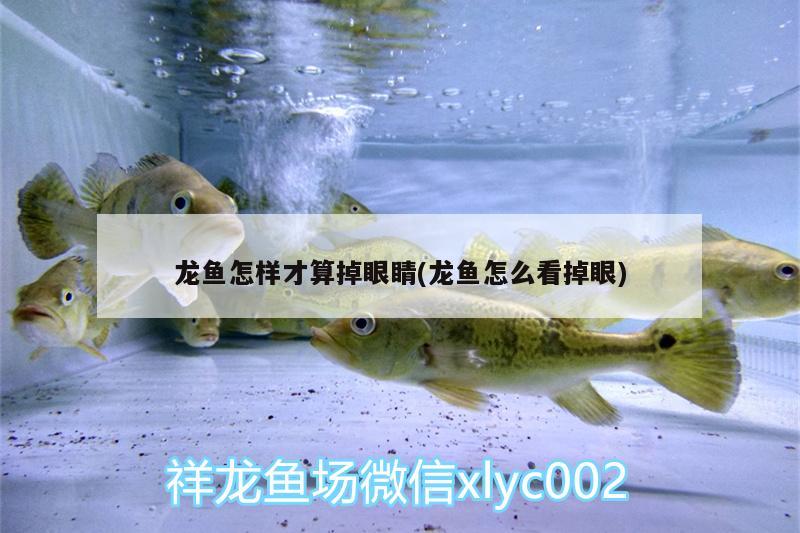 龍魚怎樣才算掉眼睛(龍魚怎么看掉眼) 新加坡號半紅龍魚（練手級紅龍魚）