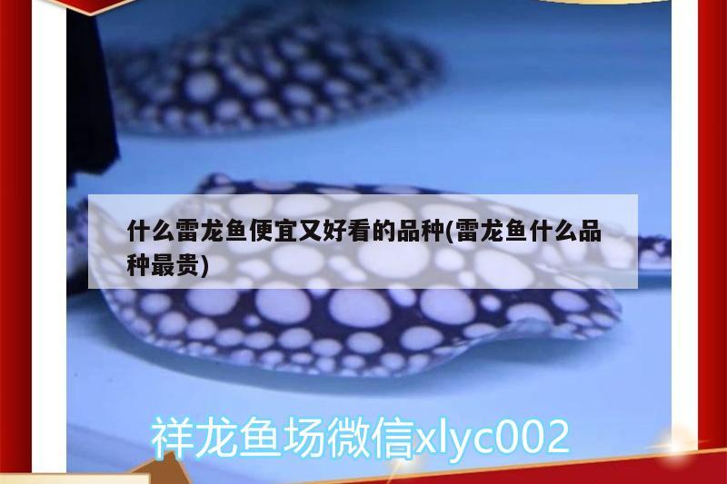 什么雷龍魚便宜又好看的品種(雷龍魚什么品種最貴) 蘇虎