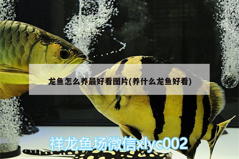 龍魚怎么養(yǎng)最好看圖片(養(yǎng)什么龍魚好看) 慈雕魚