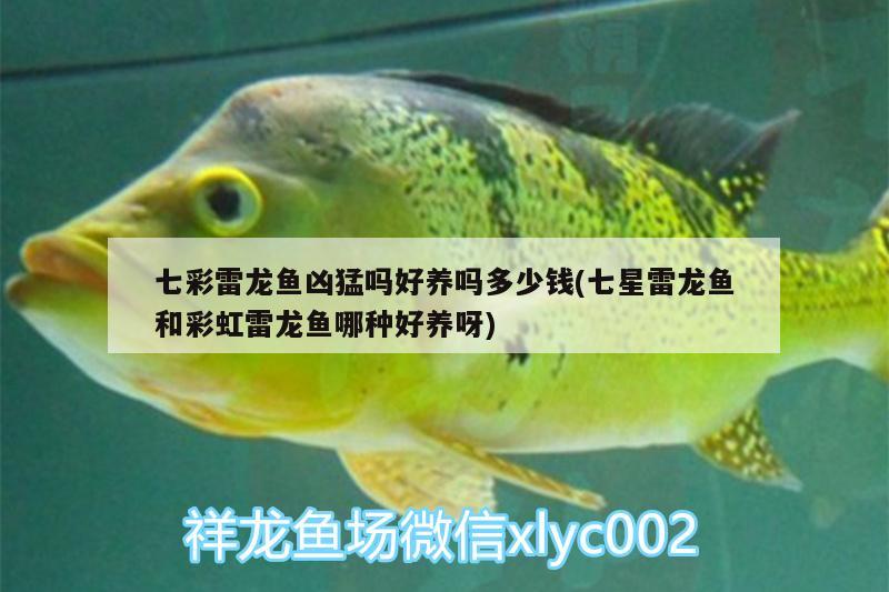 七彩雷龍魚兇猛嗎好養(yǎng)嗎多少錢(七星雷龍魚和彩虹雷龍魚哪種好養(yǎng)呀)