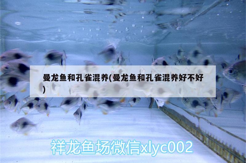 曼龍魚和孔雀混養(yǎng)(曼龍魚和孔雀混養(yǎng)好不好) 祥龍水族護(hù)理水