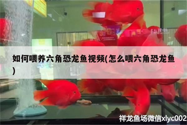 如何喂養(yǎng)六角恐龍魚視頻(怎么喂六角恐龍魚)