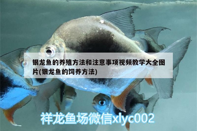 銀龍魚的養(yǎng)殖方法和注意事項視頻教學(xué)大全圖片(銀龍魚的飼養(yǎng)方法)