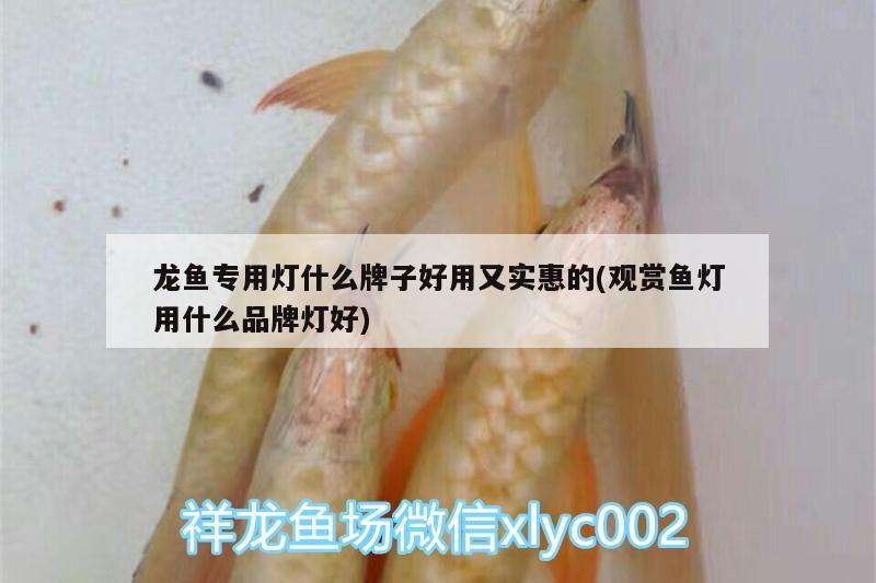 龍魚專用燈什么牌子好用又實惠的(觀賞魚燈用什么品牌燈好) 七紋巨鯉魚