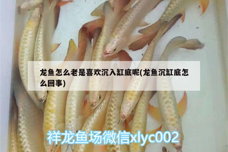 龍魚怎么老是喜歡沉入缸底呢(龍魚沉缸底怎么回事) 馬拉莫寶石魚苗