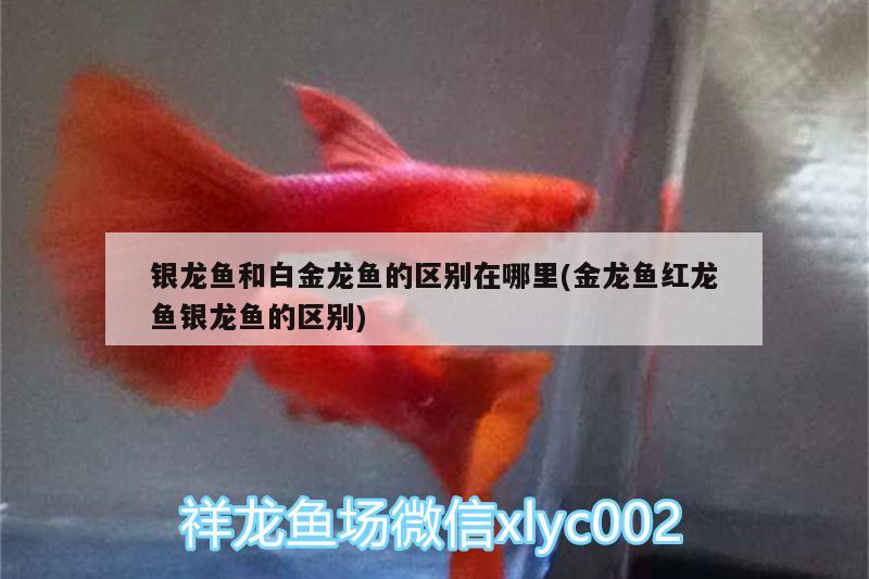 銀龍魚(yú)和白金龍魚(yú)的區(qū)別在哪里(金龍魚(yú)紅龍魚(yú)銀龍魚(yú)的區(qū)別) 銀龍魚(yú)