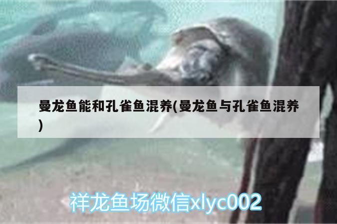 曼龍魚能和孔雀魚混養(yǎng)(曼龍魚與孔雀魚混養(yǎng)) 印尼三紋虎