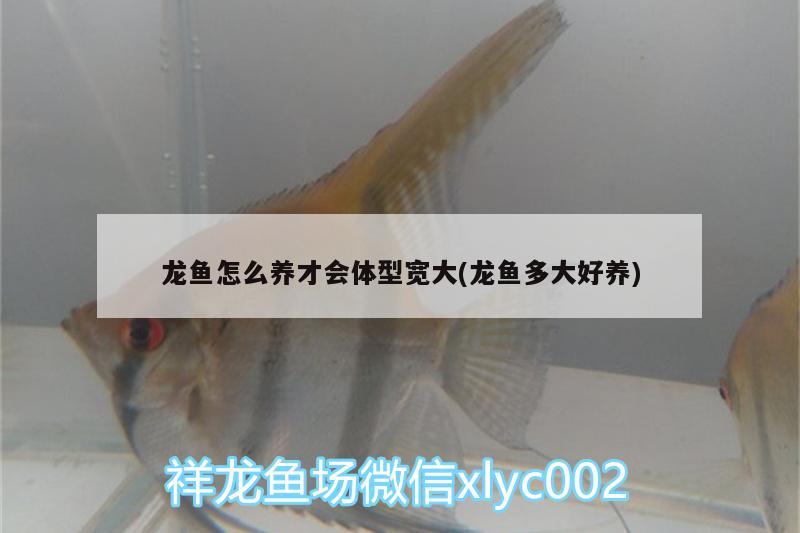 龍魚(yú)怎么養(yǎng)才會(huì)體型寬大(龍魚(yú)多大好養(yǎng))