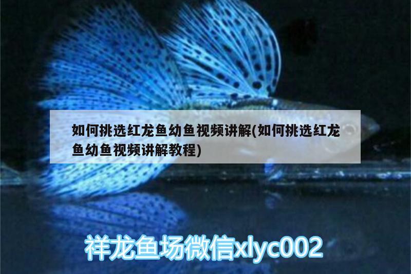 如何挑選紅龍魚幼魚視頻講解(如何挑選紅龍魚幼魚視頻講解教程) 過濾設備