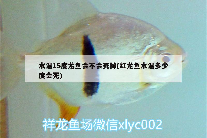 水溫15度龍魚會不會死掉(紅龍魚水溫多少度會死) 非洲金鼓魚