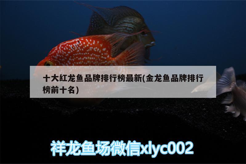 十大紅龍魚品牌排行榜最新(金龍魚品牌排行榜前十名)