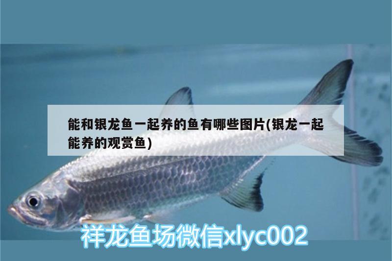 能和銀龍魚一起養(yǎng)的魚有哪些圖片(銀龍一起能養(yǎng)的觀賞魚) 銀龍魚百科