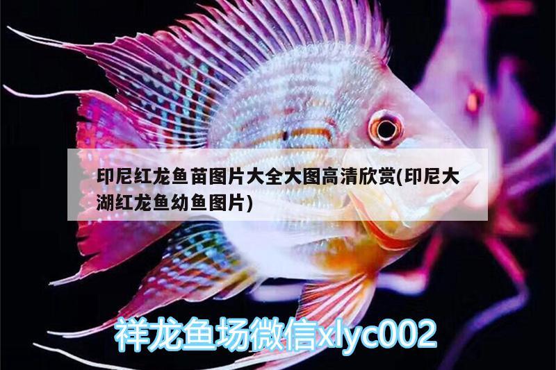 印尼紅龍魚苗圖片大全大圖高清欣賞(印尼大湖紅龍魚幼魚圖片)