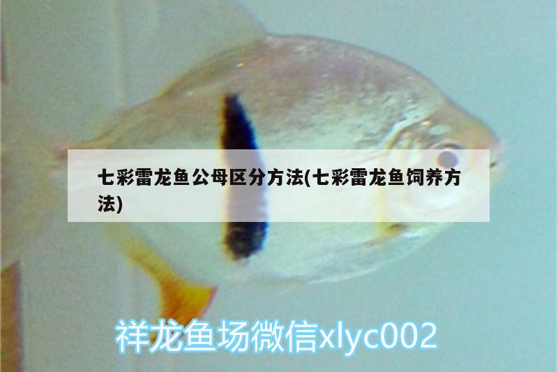 七彩雷龍魚公母區(qū)分方法(七彩雷龍魚飼養(yǎng)方法) 玫瑰銀版魚