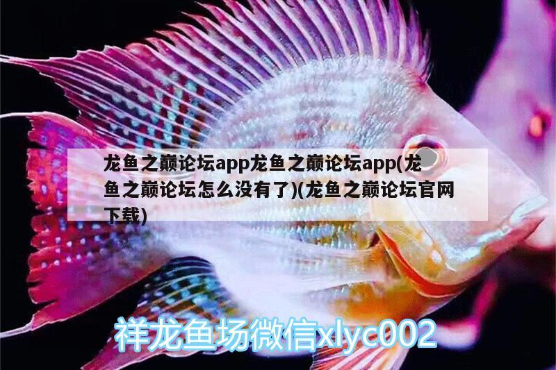 龍魚之巔論壇app龍魚之巔論壇app(龍魚之巔論壇怎么沒有了)(龍魚之巔論壇官網(wǎng)下載)